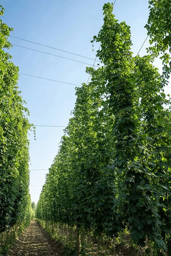 Spanish hops, grown in León, American and New Zealand varieties: Cascade, Chinook, Willamette, Rakau, Nugget