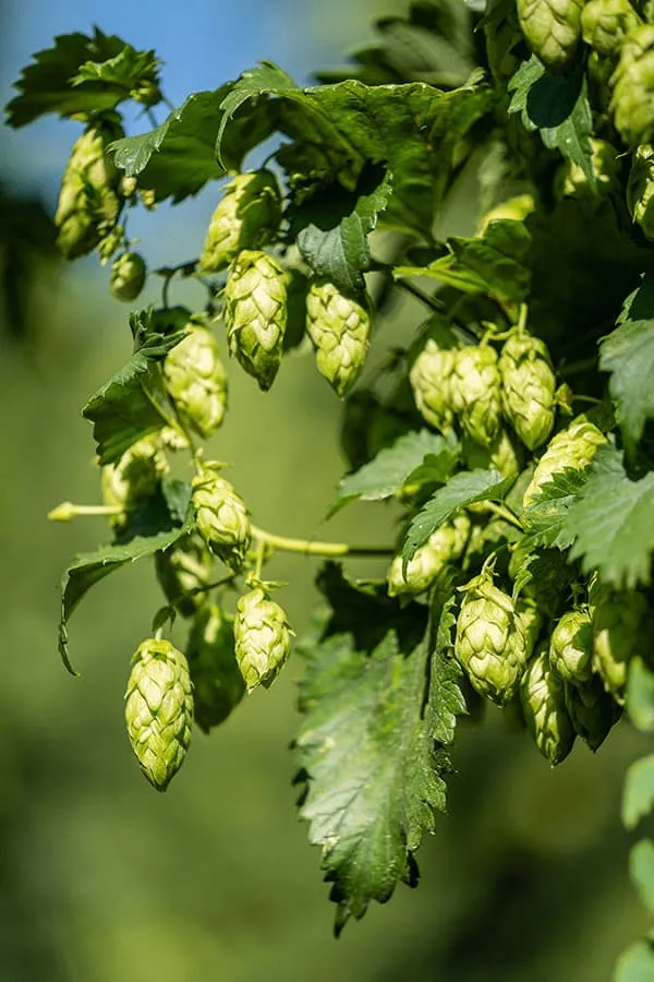Spanish hop cones, organic, from the range of aromatic, bitter, and dual-purpose varieties for use in whirlpool and dry hopping