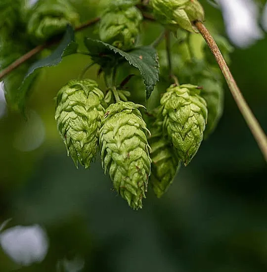 Cone of Spanish Aquila harvested in León, aromatic hop, viable substitute for Hallertau Mittelfrüh, Spalt and Hersbrucker