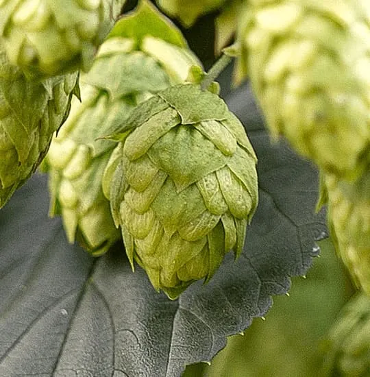Cone of Spanish Cascade harvested in León, aromatic hop, viable substitute for Amarillo, Centennial and Comet