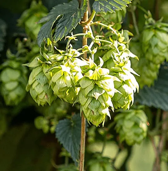 Cone of Spanish Cashmere harvested in León, aromatic hop, viable substitute for El Dorado, Azacca and Calypso