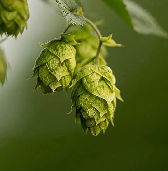 Cone of Spanish Chinook harvested in León, dual-purpose hop, viable substitute for Columbus, Nugget and Simcoe