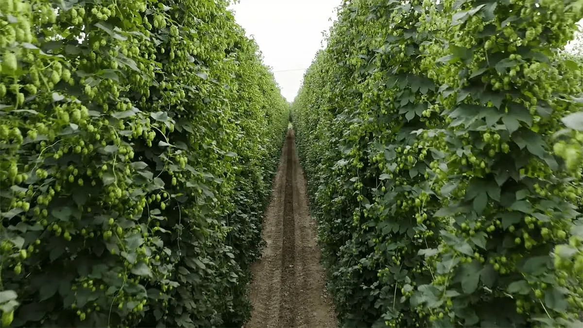 Spanish hop field, organic varieties, Cascade, Magnum, Chinook, Rakau, Willamette, Vista, Comet and Admiral