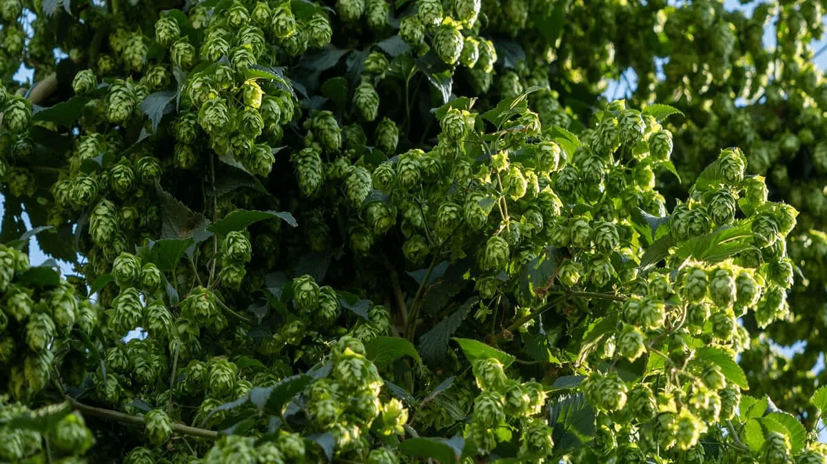 Spanish hop flowers, organic, varieties Cascade, Magnum, Chinook, Rakau, Willamette, Vista, Comet and Admiral