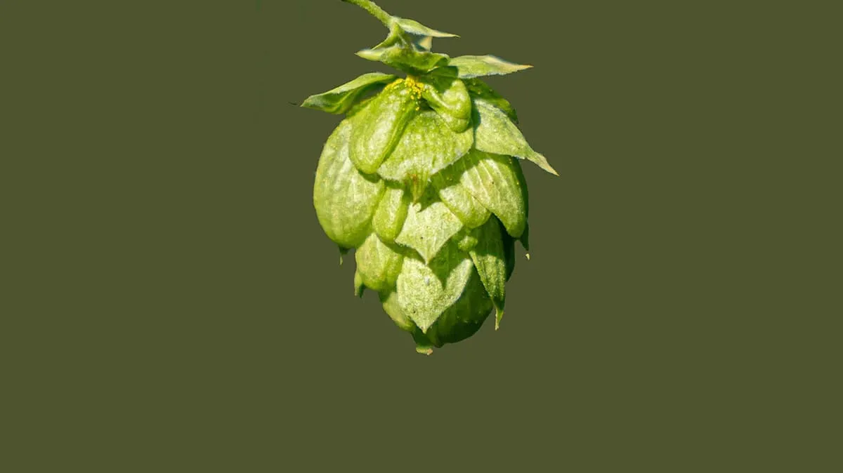 Hop flower of the American variety Willamette, organic, viable substitute for varieties such as Fuggle, Styrian Goldings and Kent Goldings
