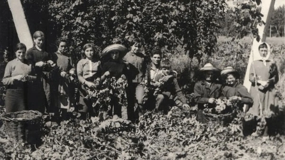 Hop harvest season in León, Spain, during the 1940s, when the whole family gathered to hand-strip the hops