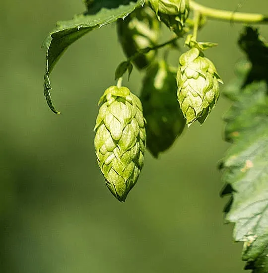 Cone of Spanish Magnum harvested in León, bittering hop, viable substitute for Columbus, Galena and Horizon
