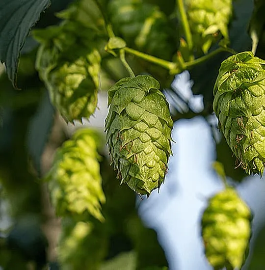 Cone of Spanish Nugget harvested in León, bittering hop, viable substitute for Columbus, Galena and Target