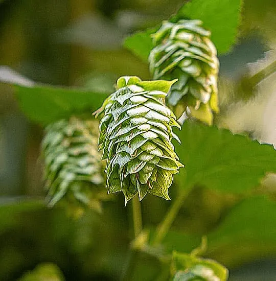 Cone of Spanish Rakau harvested in León, aromatic hop, viable substitute for Galaxy, Motueka and Ekuanot