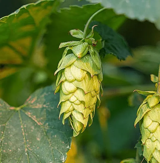 Cone of Spanish Sorachi Ace harvested in León, aromatic hop, viable substitute for Lemondrop, Polaris and Southern Cross