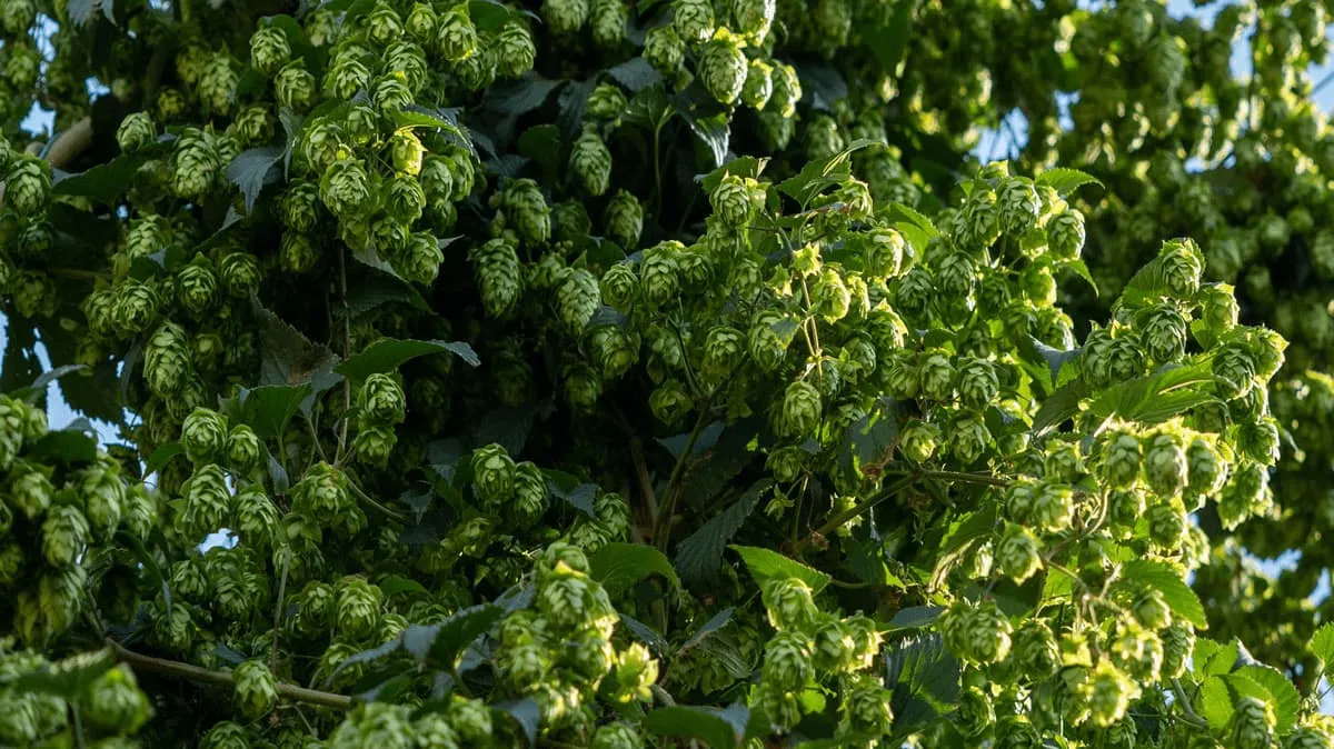 Spanish hop flowers from the organic cultivation area of American and New Zealand varieties, aromatic, bitter, and dual-purpose