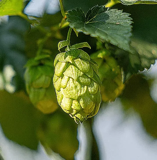 Cone of Spanish Vista harvested in León, aromatic hop, viable substitute for El Dorado, Strata and Idaho 7