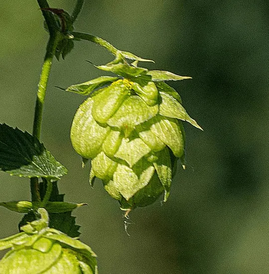Cone of Spanish Willamette harvested in León, aromatic hop, viable substitute for Fuggle, Styrian Goldings and Kent Goldings